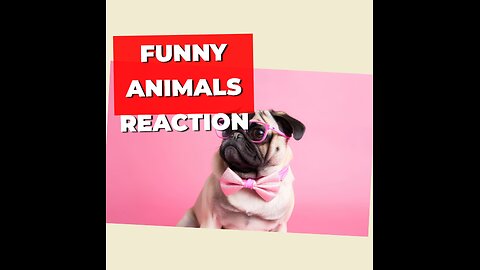 funniest animal react 🤣🤣