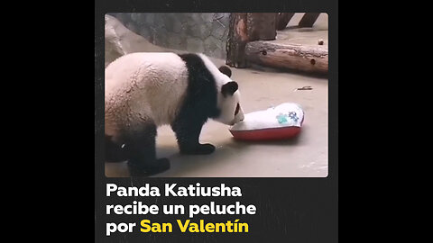 Pandas en Moscú celebran San Valentín con un regalo especial