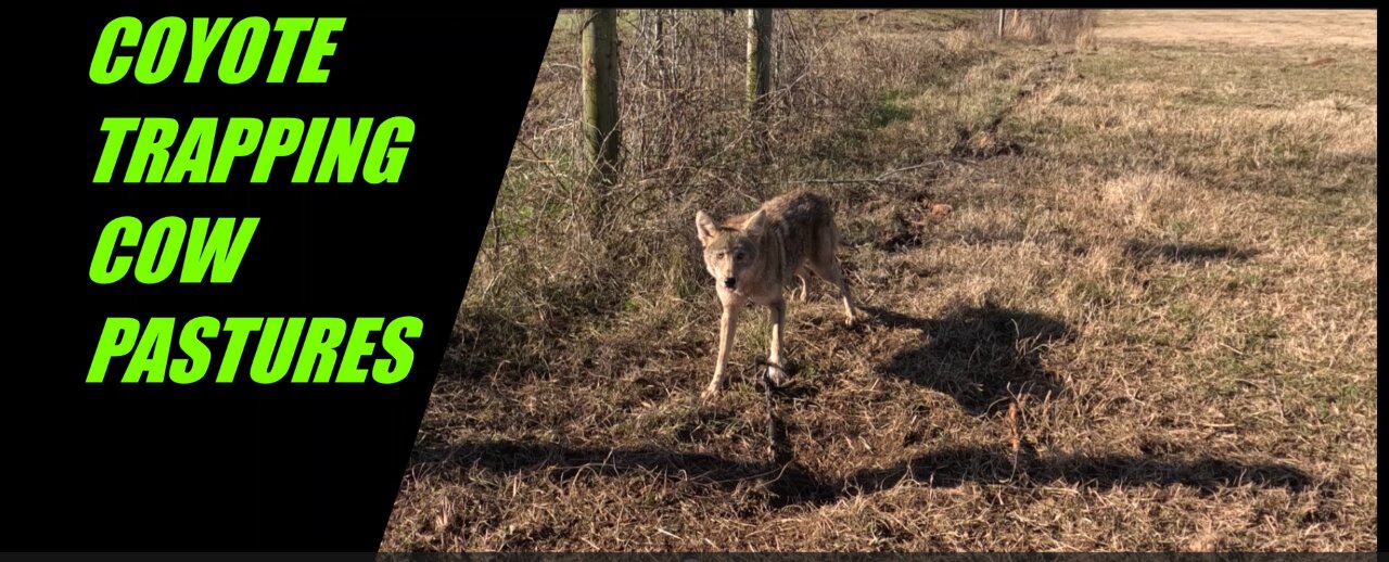 Coyote Trapping In Cow Pastures 2024