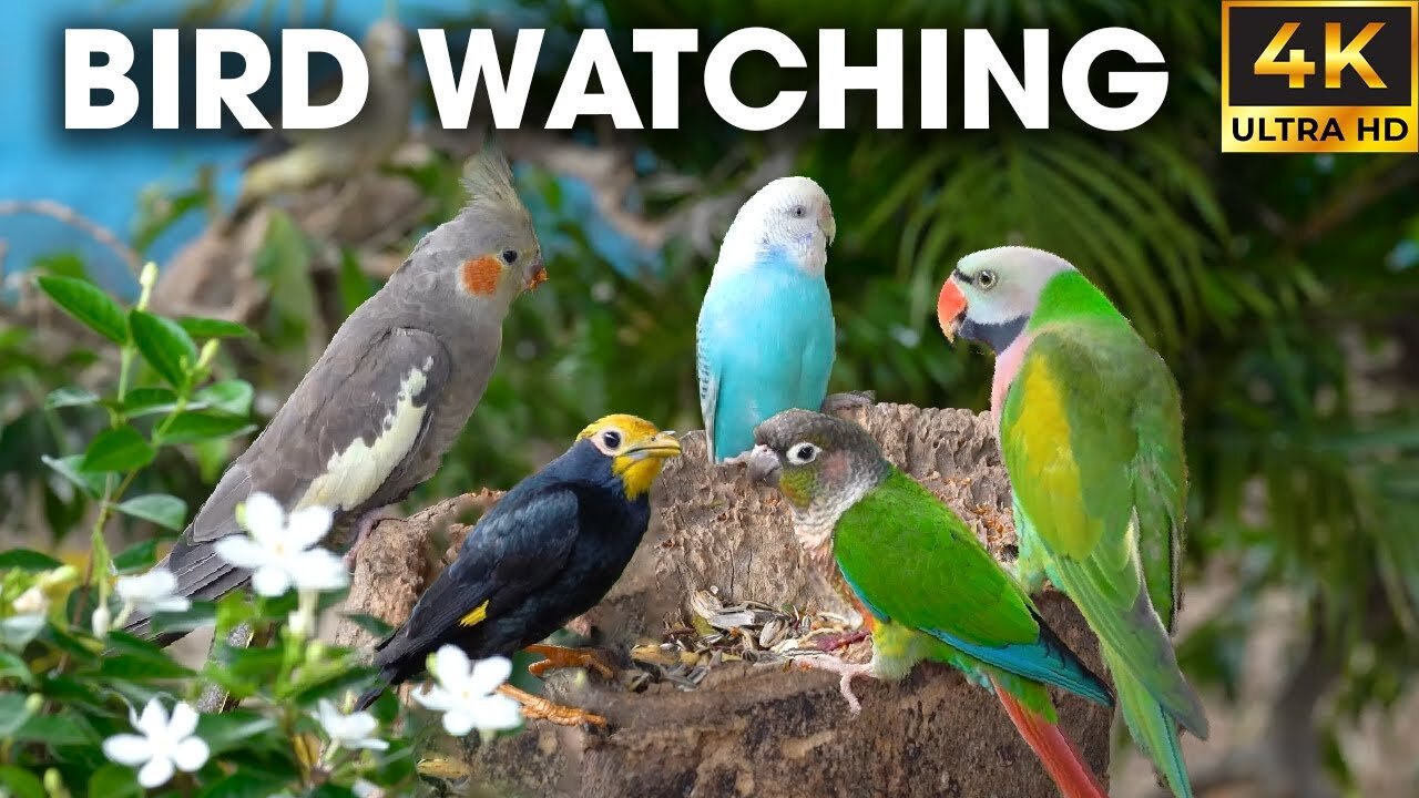 Video For Cats To Watch - Parrots, Birds, and Squirrels at Their Best – Lush Paradise