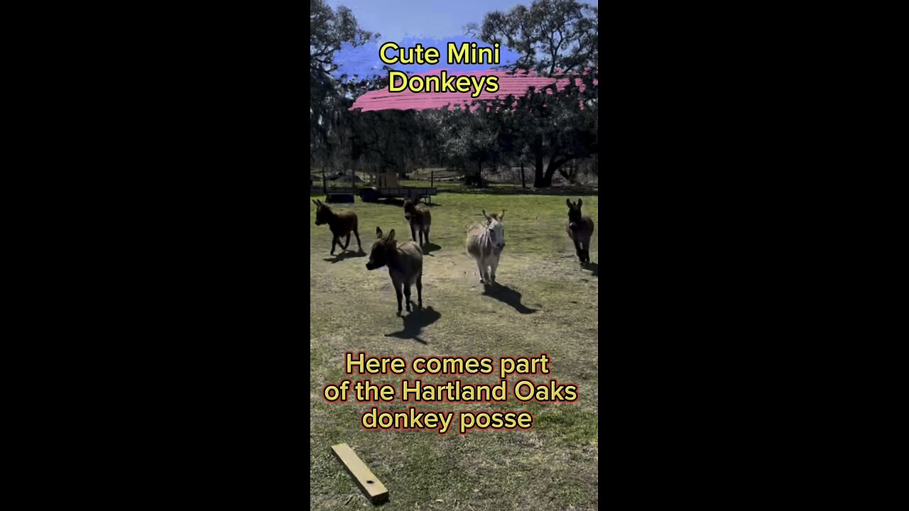 Watch some of Hartland Oaks mini donkeys enjoying the spring weather .