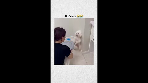 Bro is in serious trouble | Funny Pets