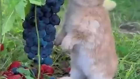 The bunny eating grapes is so cute. Cute pet debut plan. Rabbit. Pastoral cute pet.