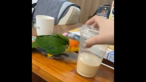 Parrot very nice fanny moments video