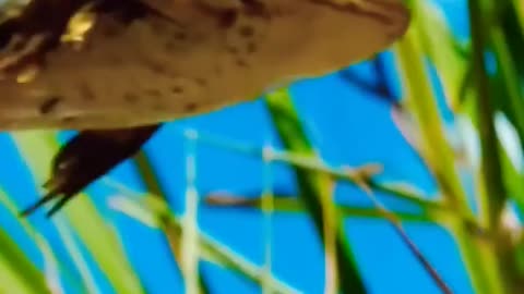 How far can a frog go to catch grasshopper, can you imagine ?