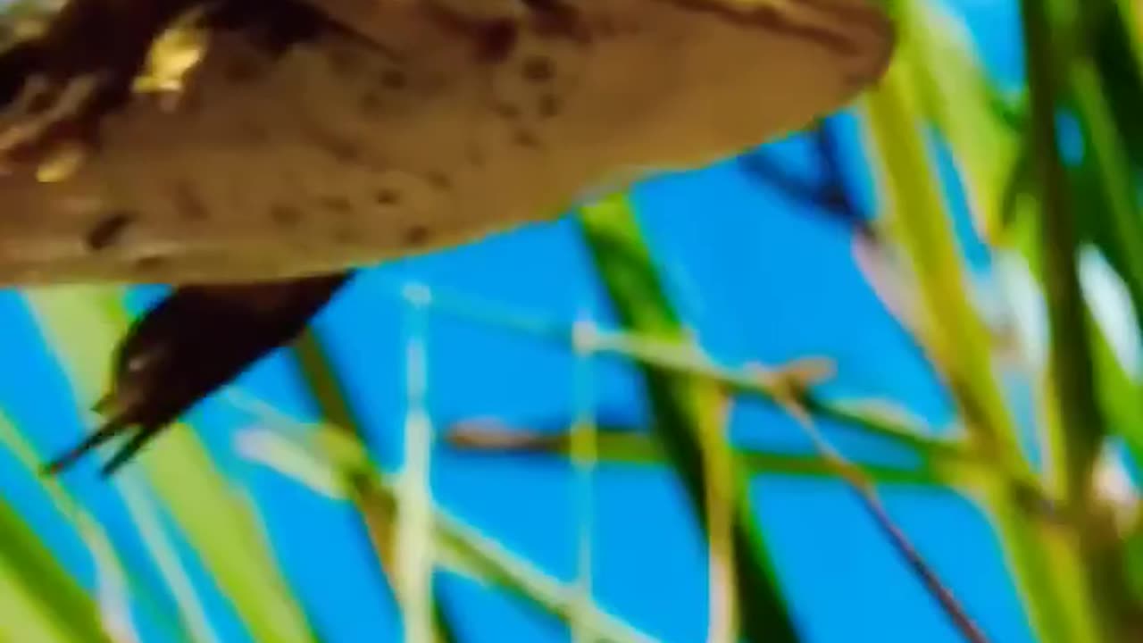 How far can a frog go to catch grasshopper, can you imagine ?