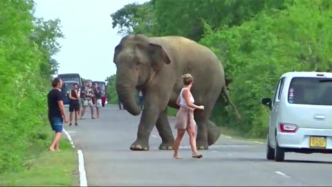 Elephant Encounter 2025