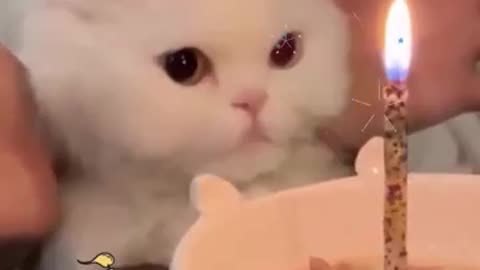 Cat expression for birthday 🍰 #cat # funnycatvideos #funnymemes #shortmemes