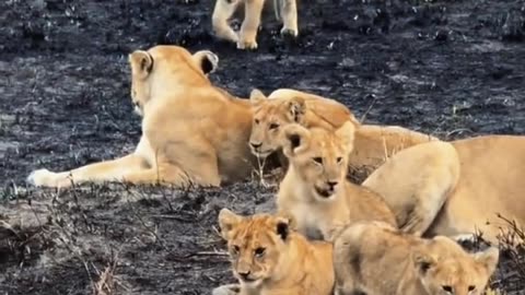 Rongjia Lion Group Baby Group Are the babies hungry again