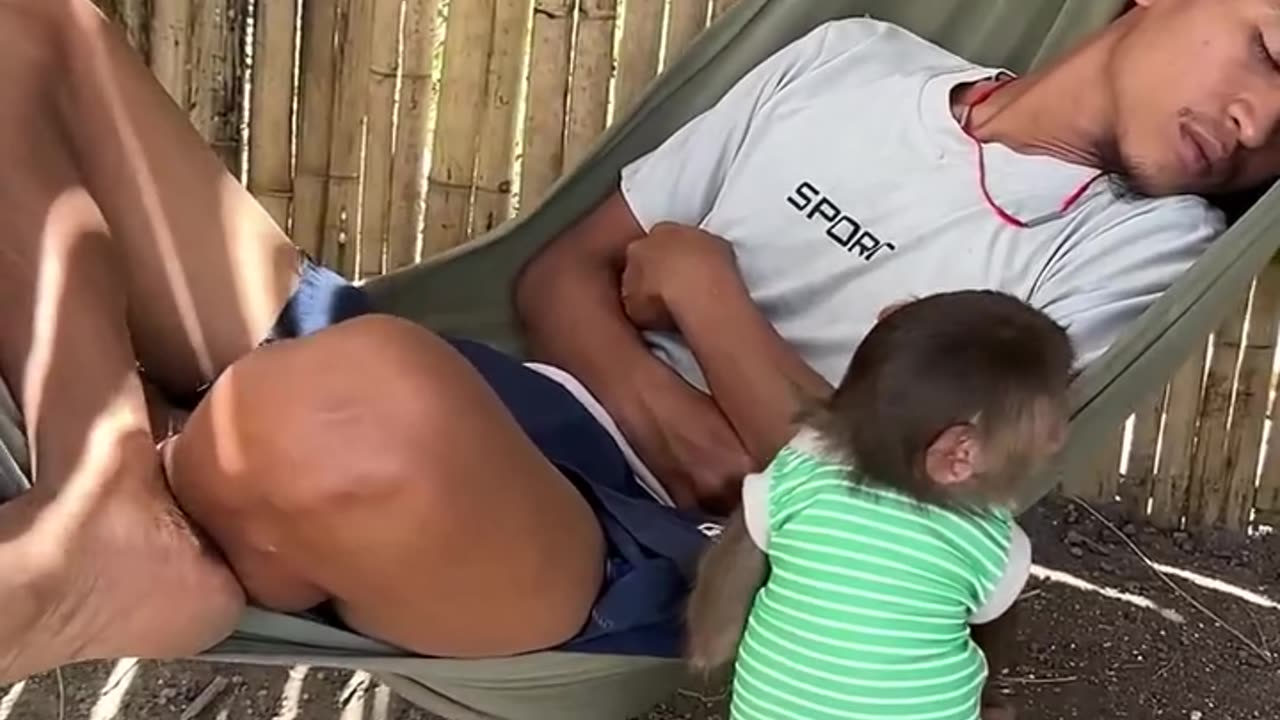 অসুস্থ মালিকের প্রতি বানরের ভালোবাসা।