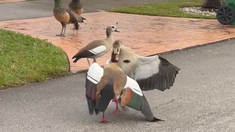 Peacocks Rolling Up to a Goose FIght in the Suburbs