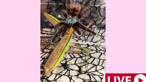 Mantis just wanted to say Hi to the Tarantula! But ... 😲🔥