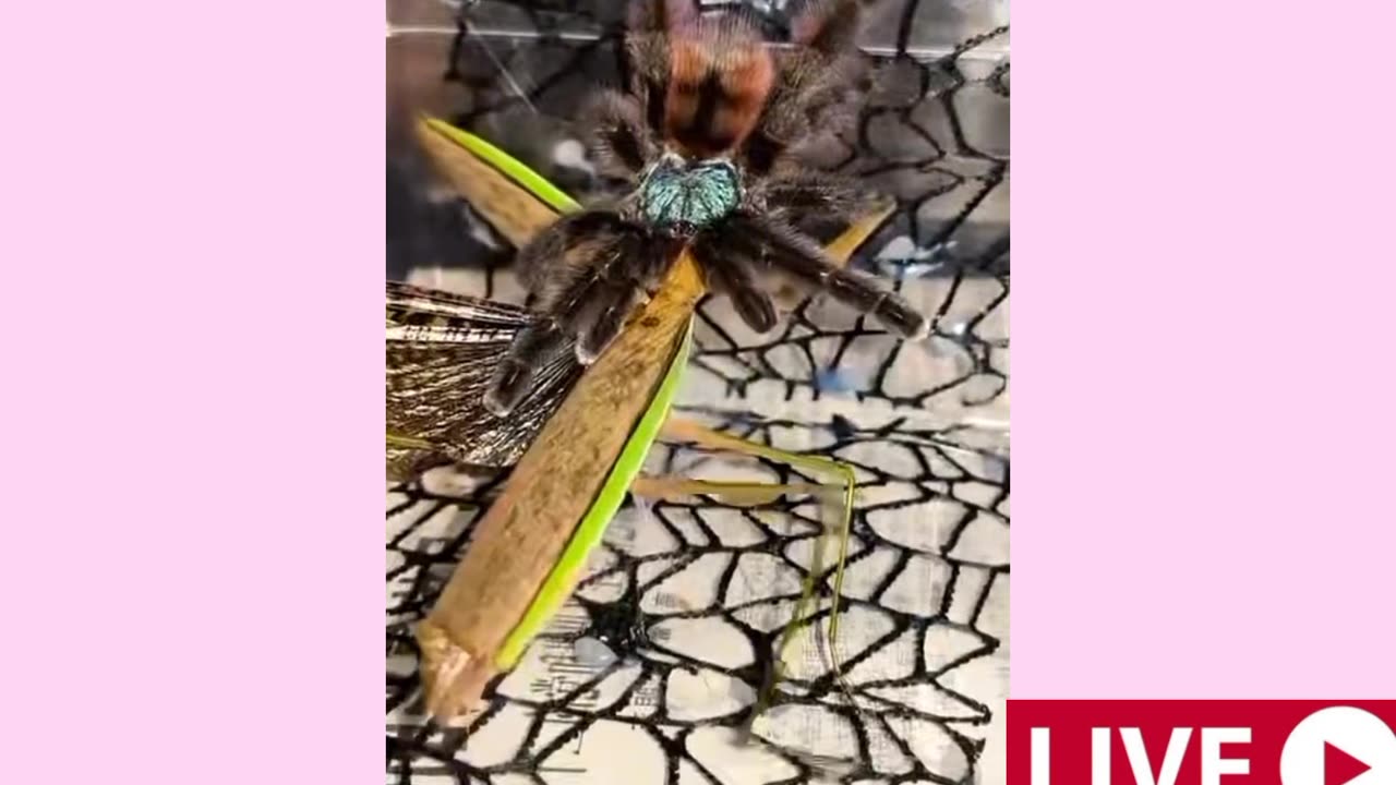 Mantis just wanted to say Hi to the Tarantula! But ... 😲🔥