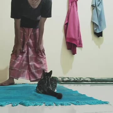 Funny Cat Video 50 - cat waiting for his master to pray