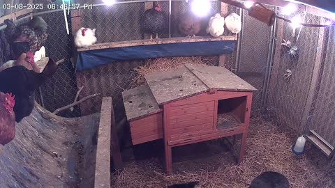 Saturday Night Chicken Cam1