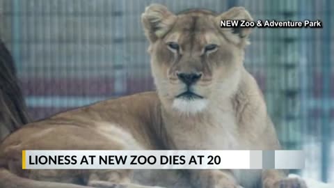 NEW Zoo mourning the loss of lioness Ajia