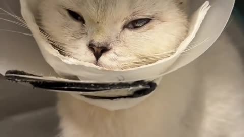 A cat suspected of undergoing a craniotomy embarks on a journey of rebirth—thankfully, it survived!