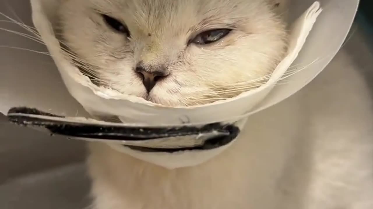 A cat suspected of undergoing a craniotomy embarks on a journey of rebirth—thankfully, it survived!