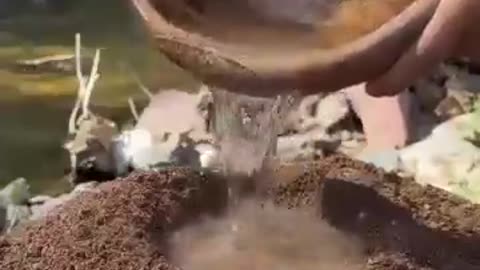 cooking fish in nature