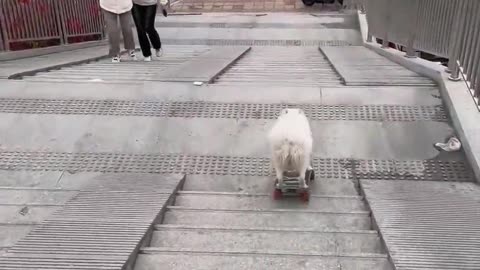 The puppy is good at skateboarding.