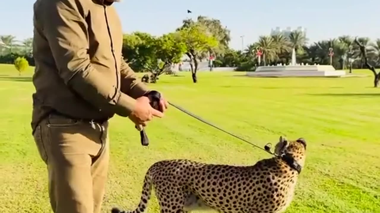FASTEST Land animal on the planet!🚀🐆