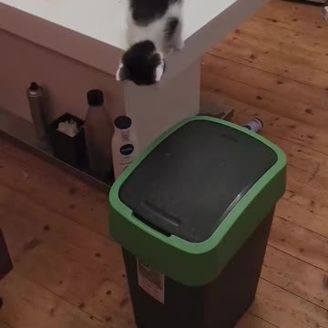 Kitty made a mistake