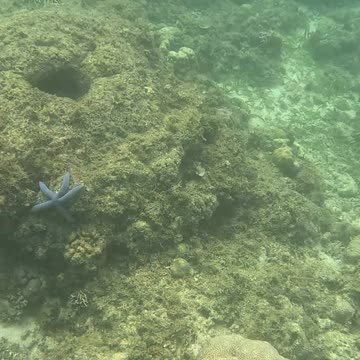 Snorkeling Bliss: Dive Into a World Beneath the Waves 🌴🐚