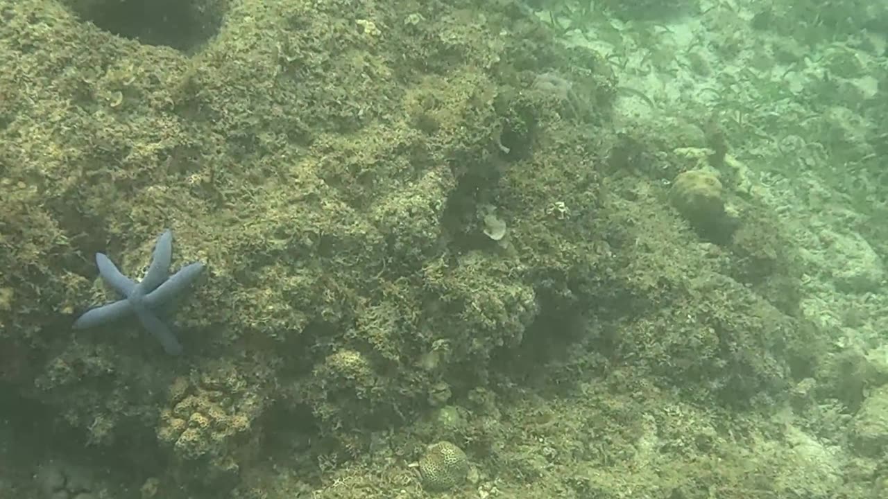 Snorkeling Bliss: Dive Into a World Beneath the Waves 🌴🐚