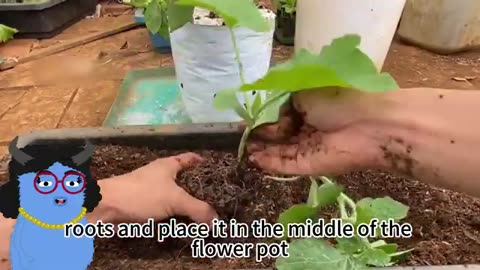 Grafting Watermelon: A Guide