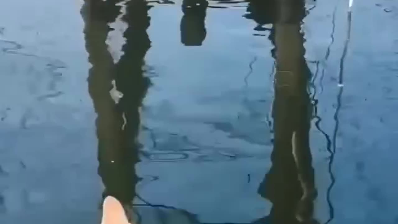 Just coming back from hunting 🐈🐈🐈🐠🐠🐠🐠