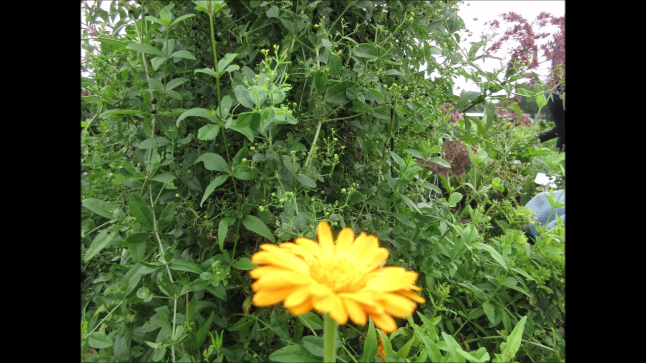 Symbolizes Joy Calendula Sept 2021