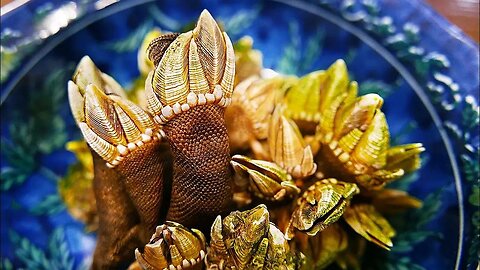 Japanese street food - Turtle Hand, Goose Neck Barnacle, Japanese Seafood