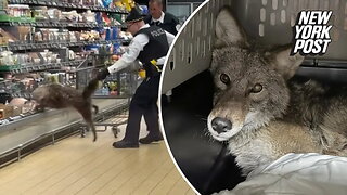 Chicago police nab coyote running wild through Aldi supermarket