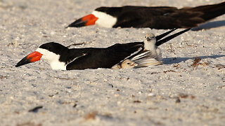 Organizing the Nest