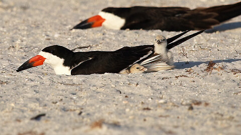 Organizing the Nest