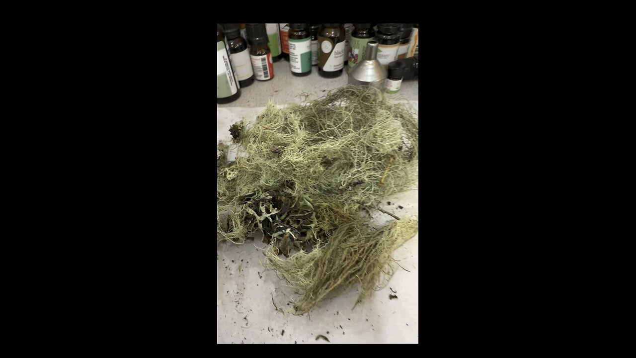 Identity Usnea Old Mans Beard