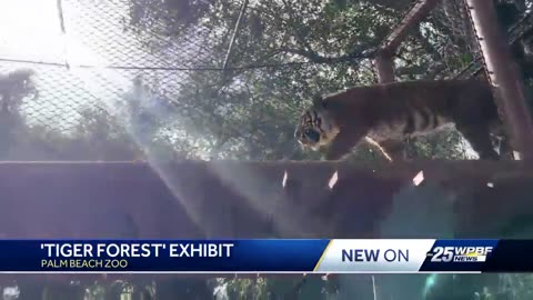 Malaysian Tiger joins Palm Beach Zoo's new Tiger Forest