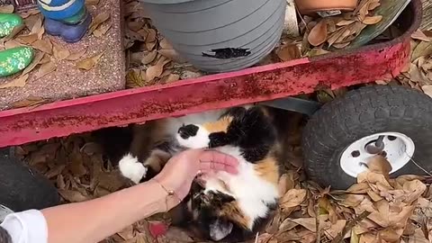 Cat Mechanic Works on Wagon