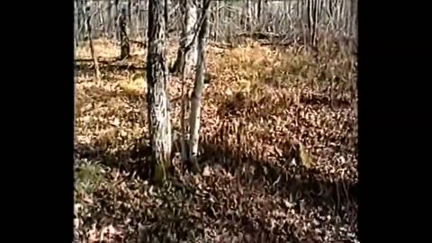 Wisconsin 2006 Grouse Hunt Part 2