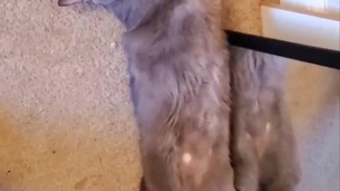 Rick the Cat gives a big stretch! #funnycats #catshorts #cats