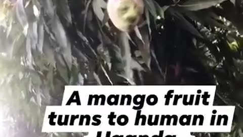 Fruit turns into human in Africa