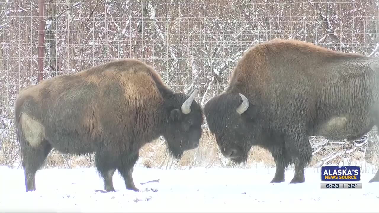 The effort to reintroduce Wood Bison to southwest Alaska is growing, literally