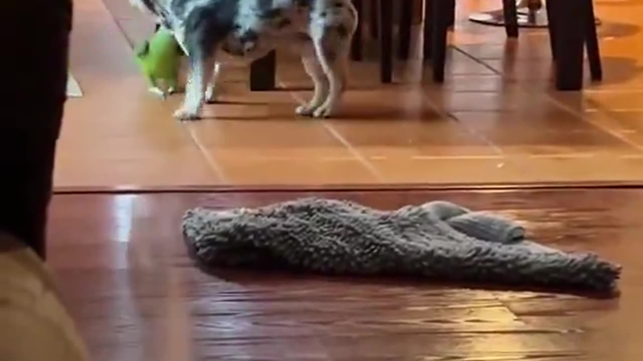 Birds aren't real