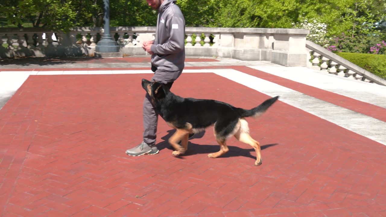 Stunning German Shepherd Trained to Serve