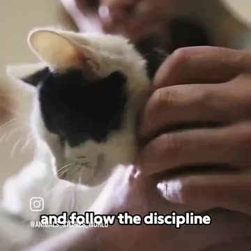 😸 200 unadopted stray kittens due to be euthanized were sent to prison 🐈