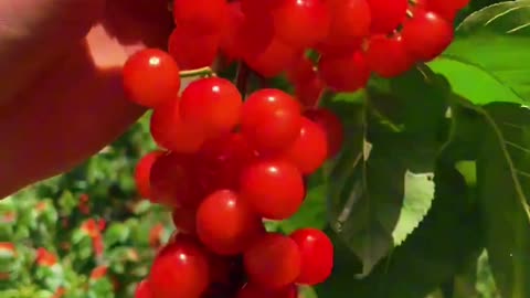 Colorful Harvest: Exploring the World of Fruits 🍎🍇✨