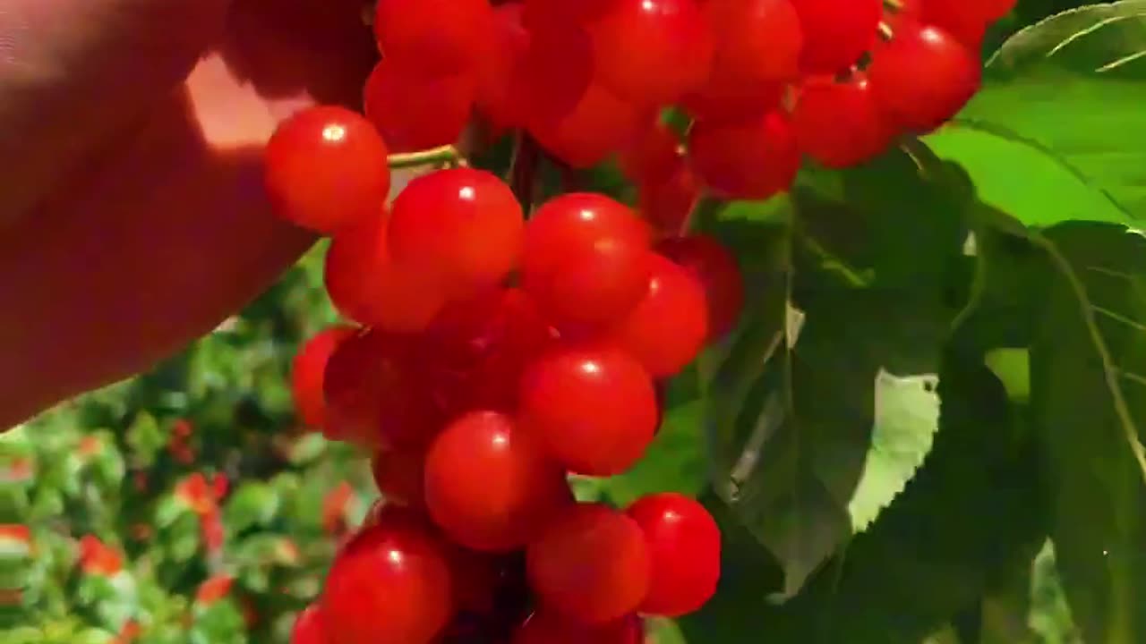 Colorful Harvest: Exploring the World of Fruits 🍎🍇✨