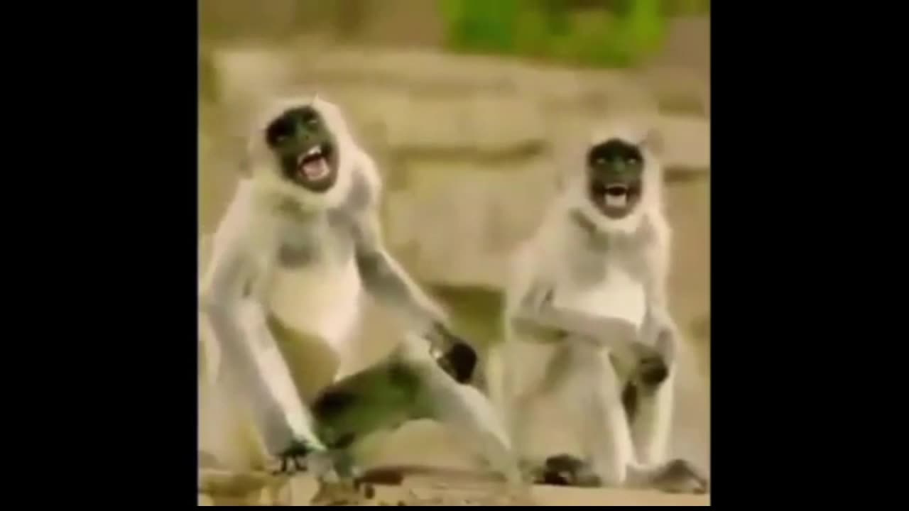 Laughing Monkey