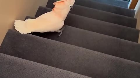 LOOK HOW SMART THIS BIRD IS!!