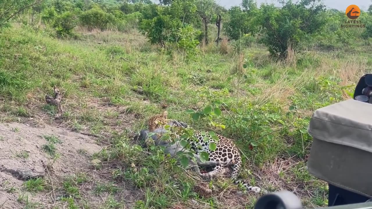 leopard hunting warthog, predator vs prey, wild animal hunt, African wildlife,